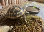 Rehomed...Hermanns : Young approx 1 years old (Fig)